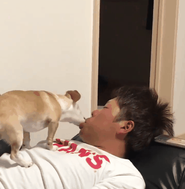 강아지주인